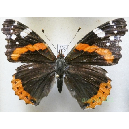 Vanessa atalanta (Linnaeus, 1758) Poland33e